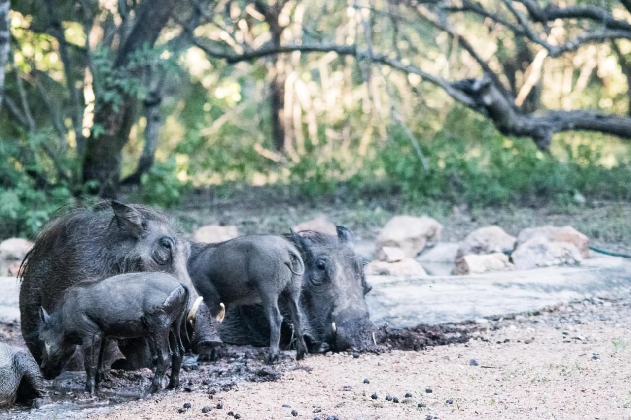 Hello Kruger Hideaway Cottage & Skilpad Studio Marloth Park Exteriör bild
