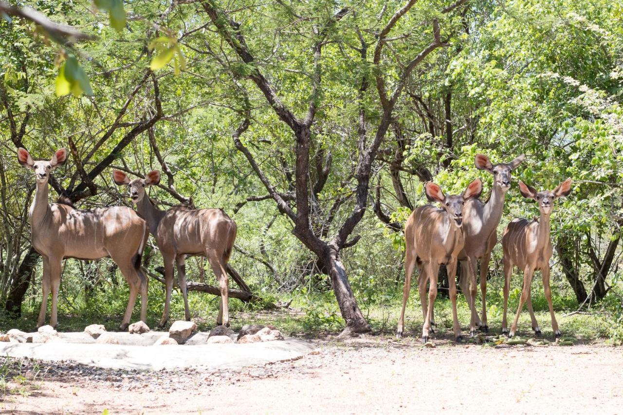 Hello Kruger Hideaway Cottage & Skilpad Studio Marloth Park Exteriör bild
